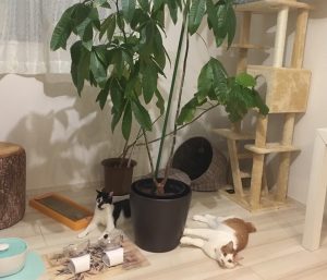 まる　えび